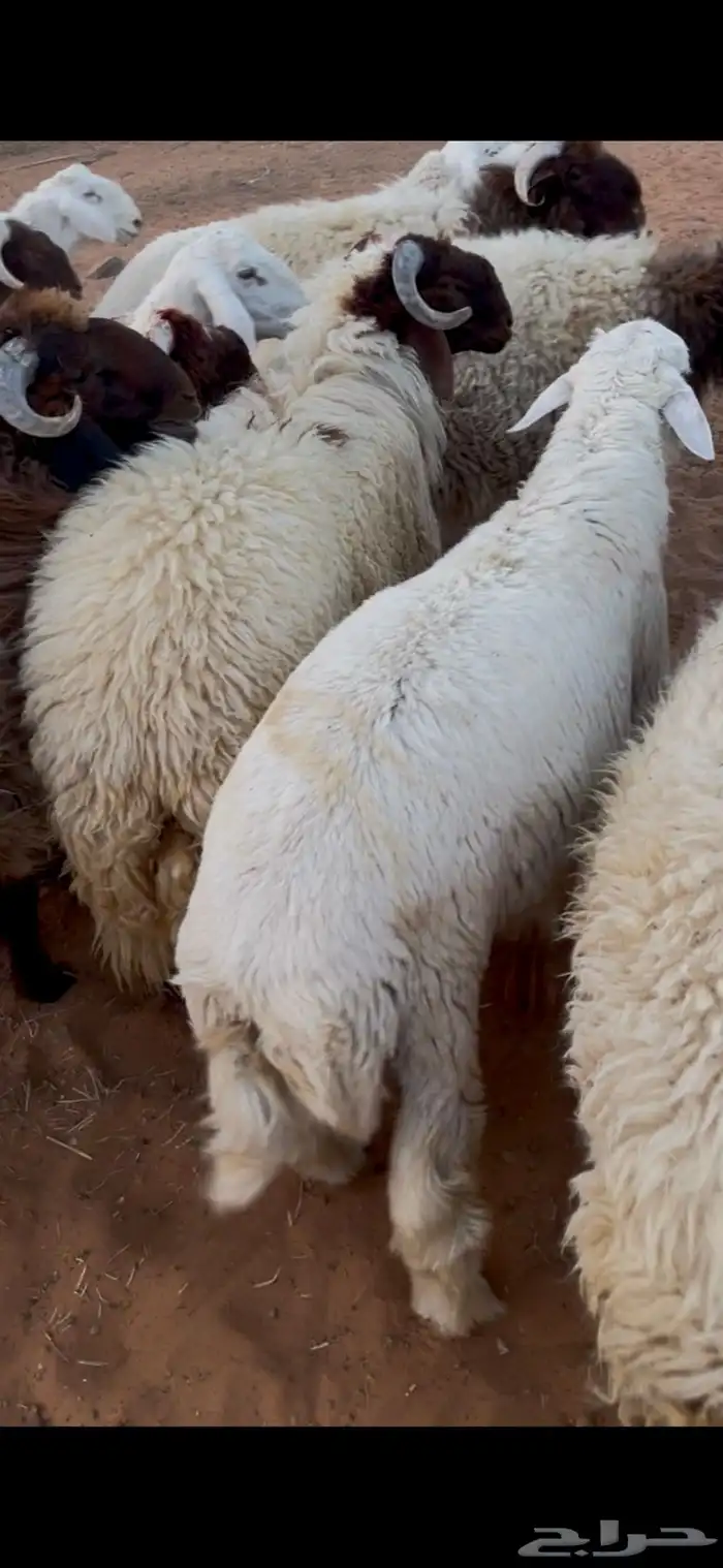 خرفان نعيم و حريات 4