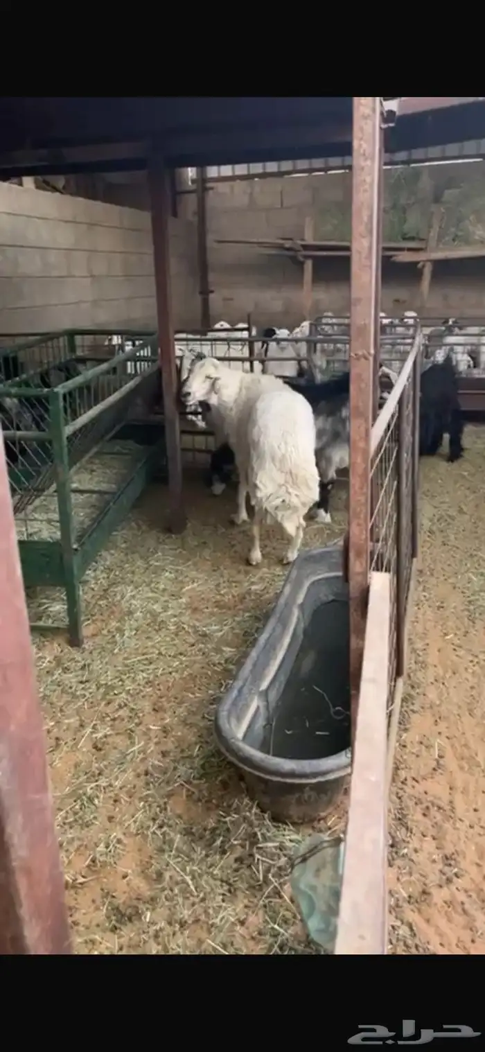 خروف سنه سديس ممنوع من الغنم له سنه فل شحم 0