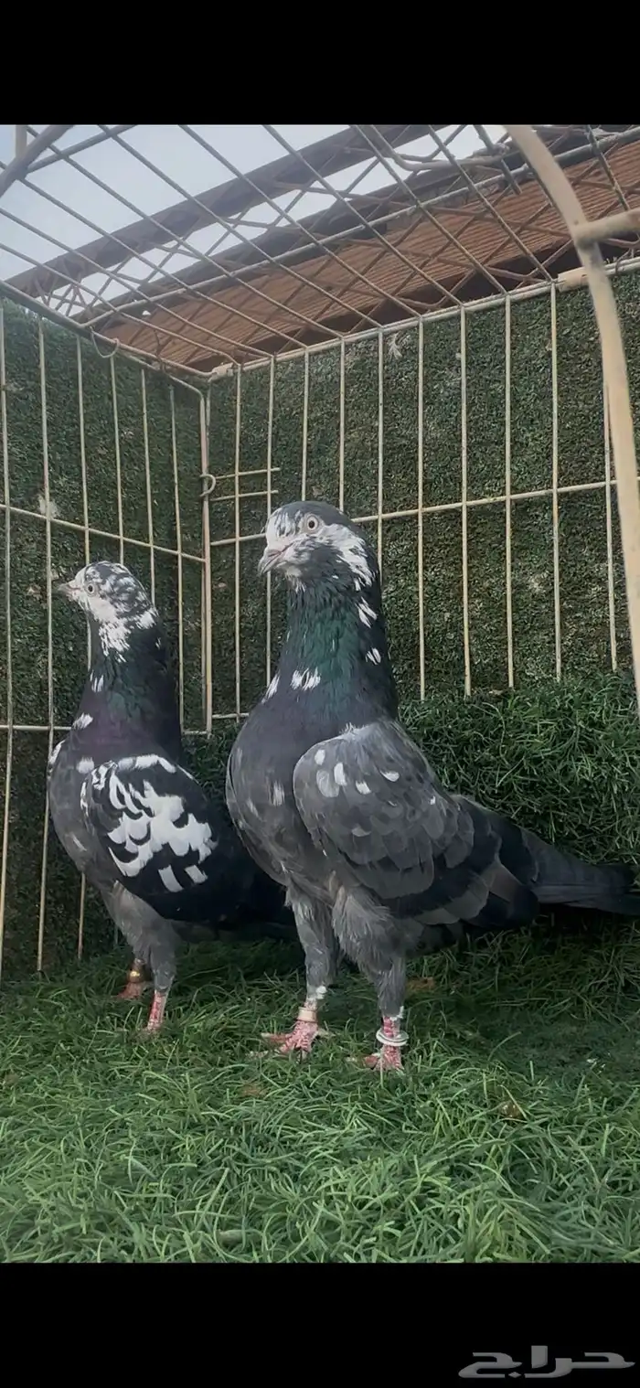 حمام باكستاني تيدي شينا 1