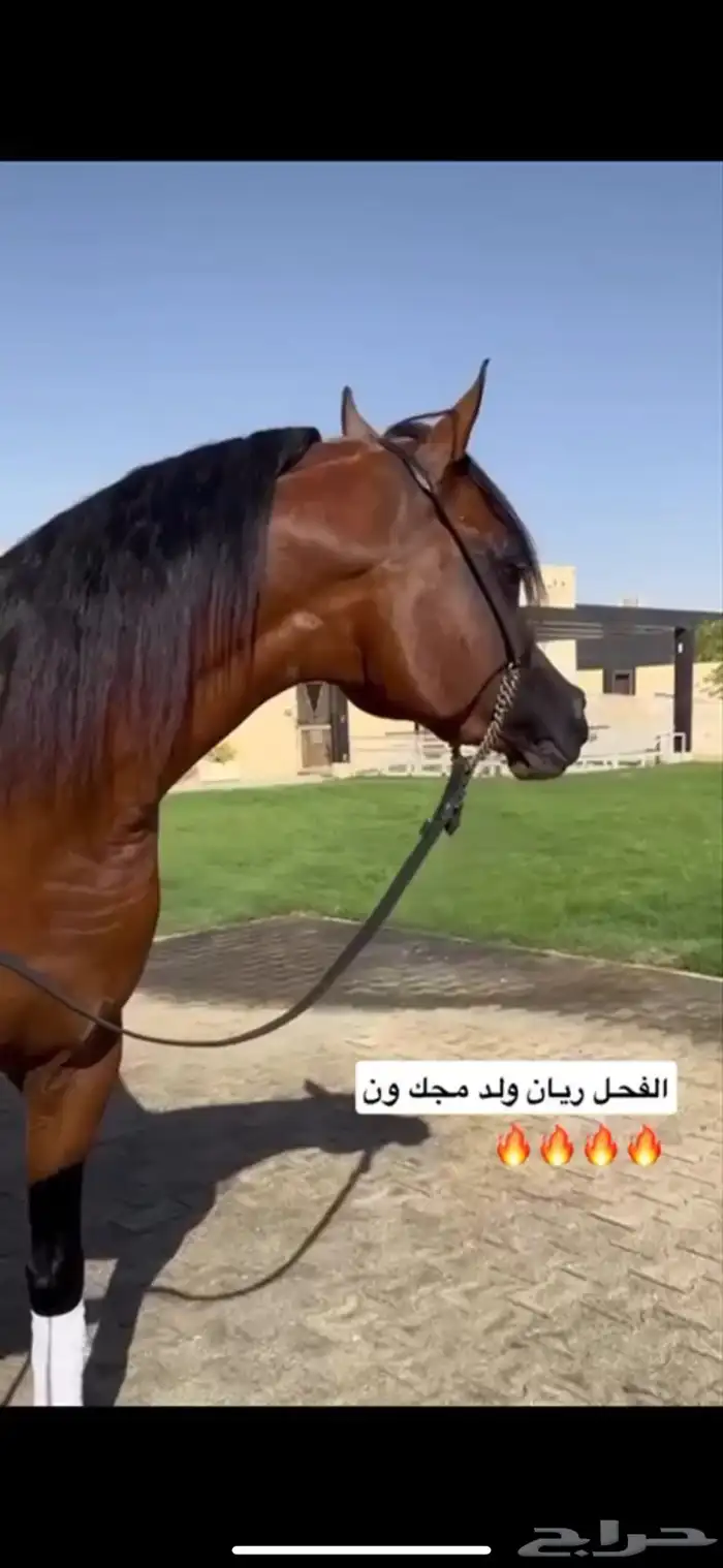 للبيع فرس دماء جمال فاخرة 3