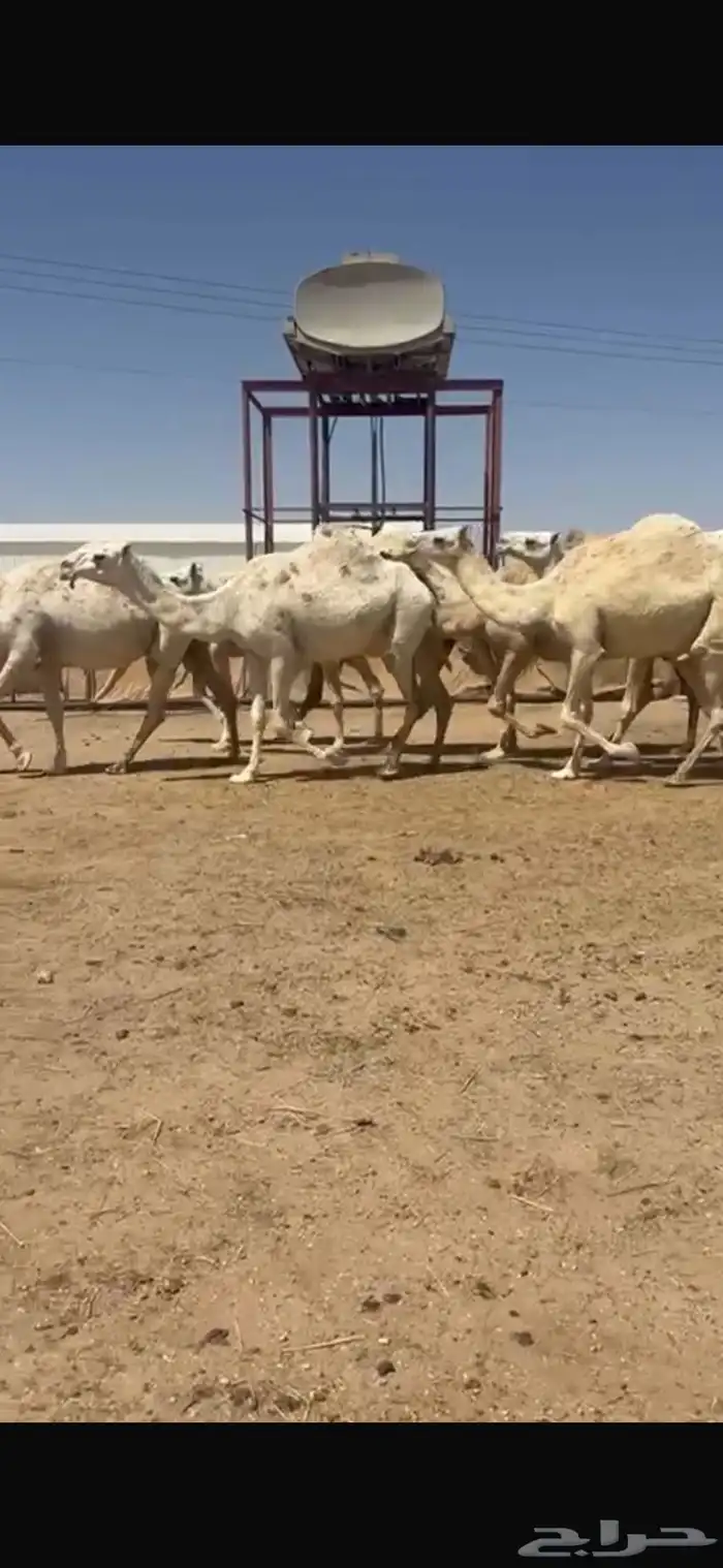 للبيع نياق 10. مراح 3