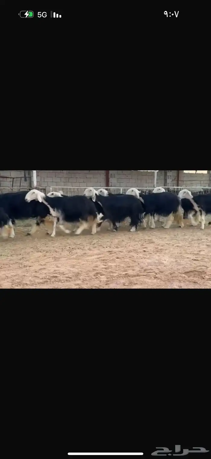 عرض بيع نجد 3