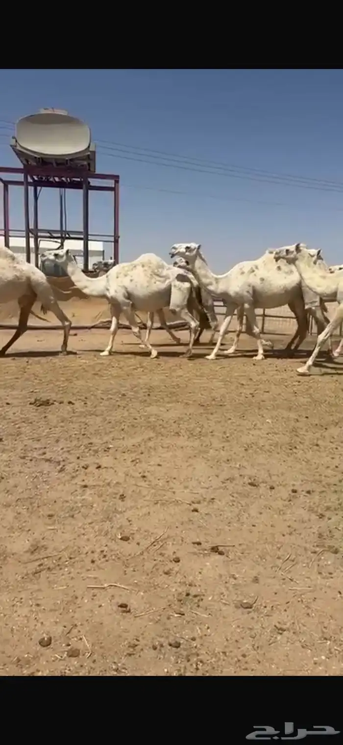 للبيع نياق 10. مراح 4