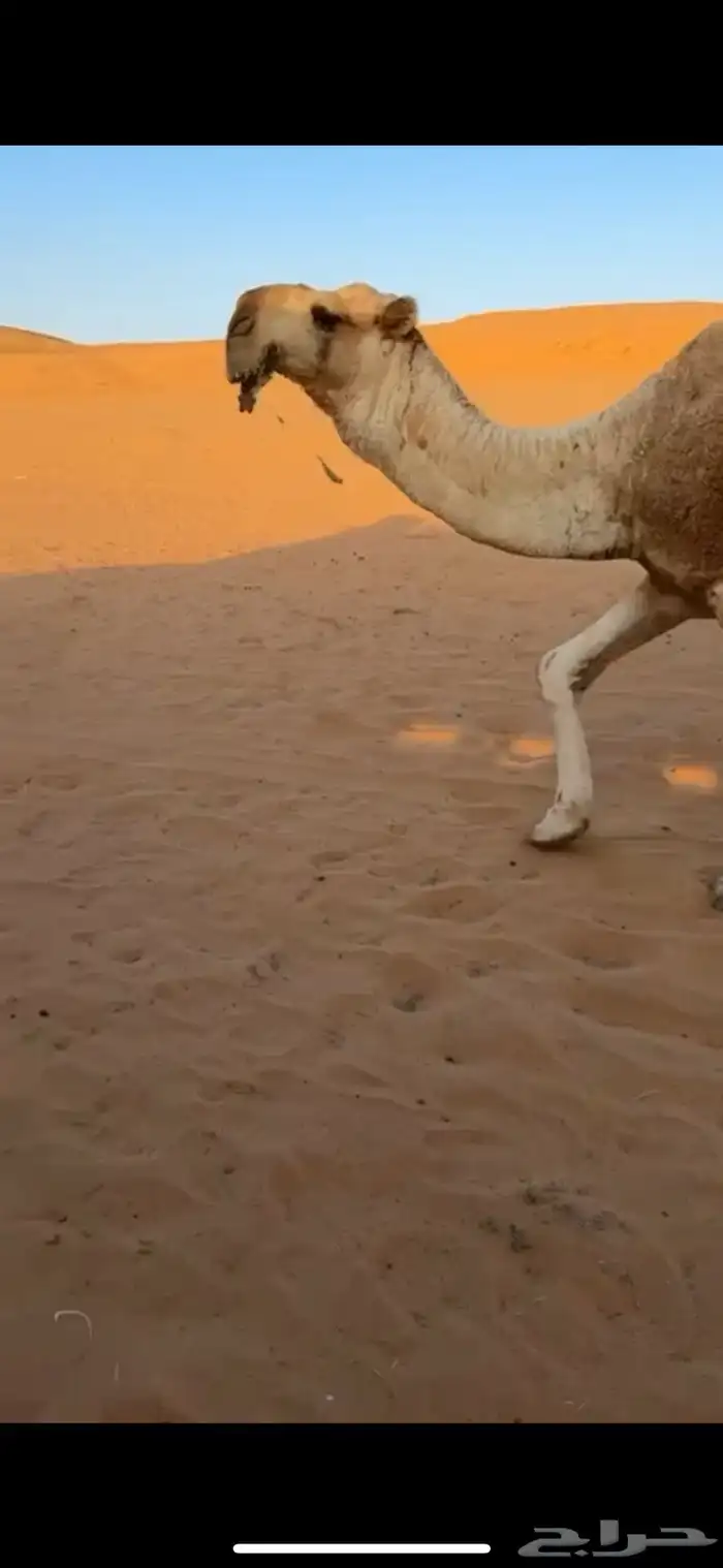 للبيع البعير الباتلي الكفو المنتج اخو مشاكل ابوعجاريد 4