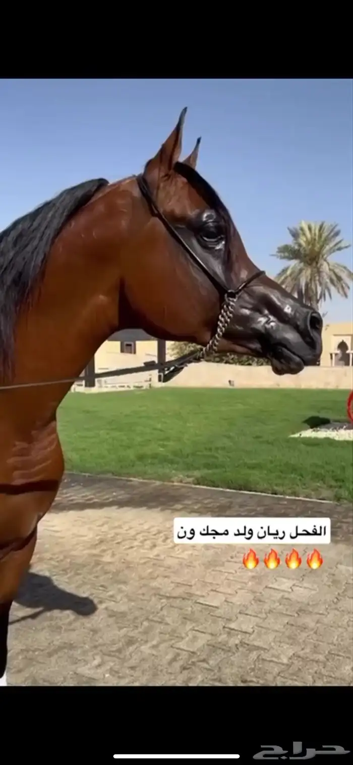للبيع فرس دماء جمال فاخرة 2
