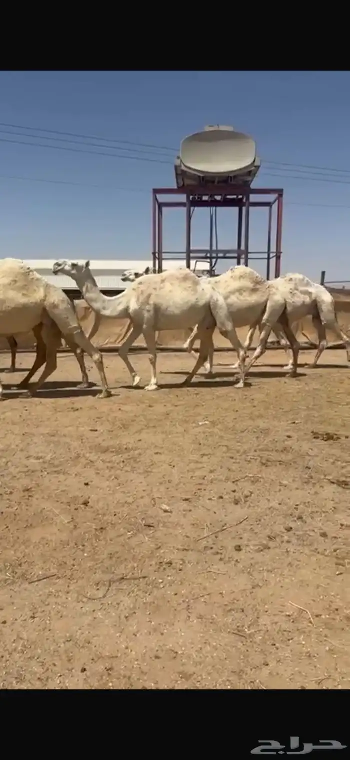 للبيع نياق 10. مراح 2