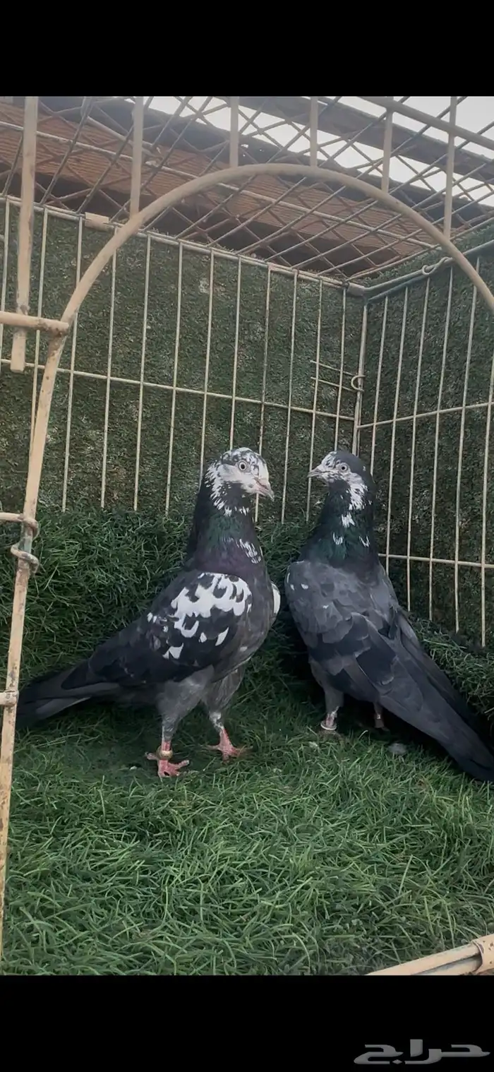 حمام باكستاني تيدي شينا 3