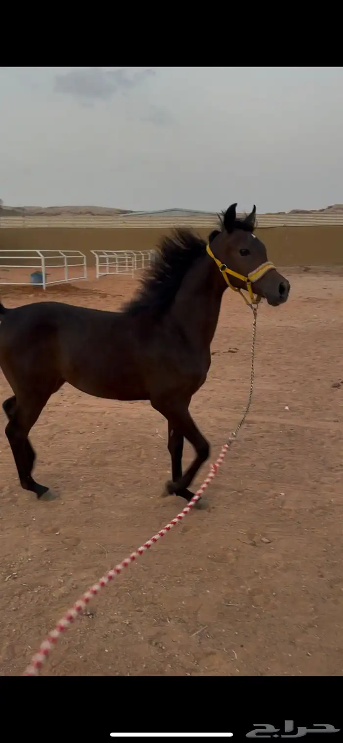 مهر واهو من الطراز الثقيل 7