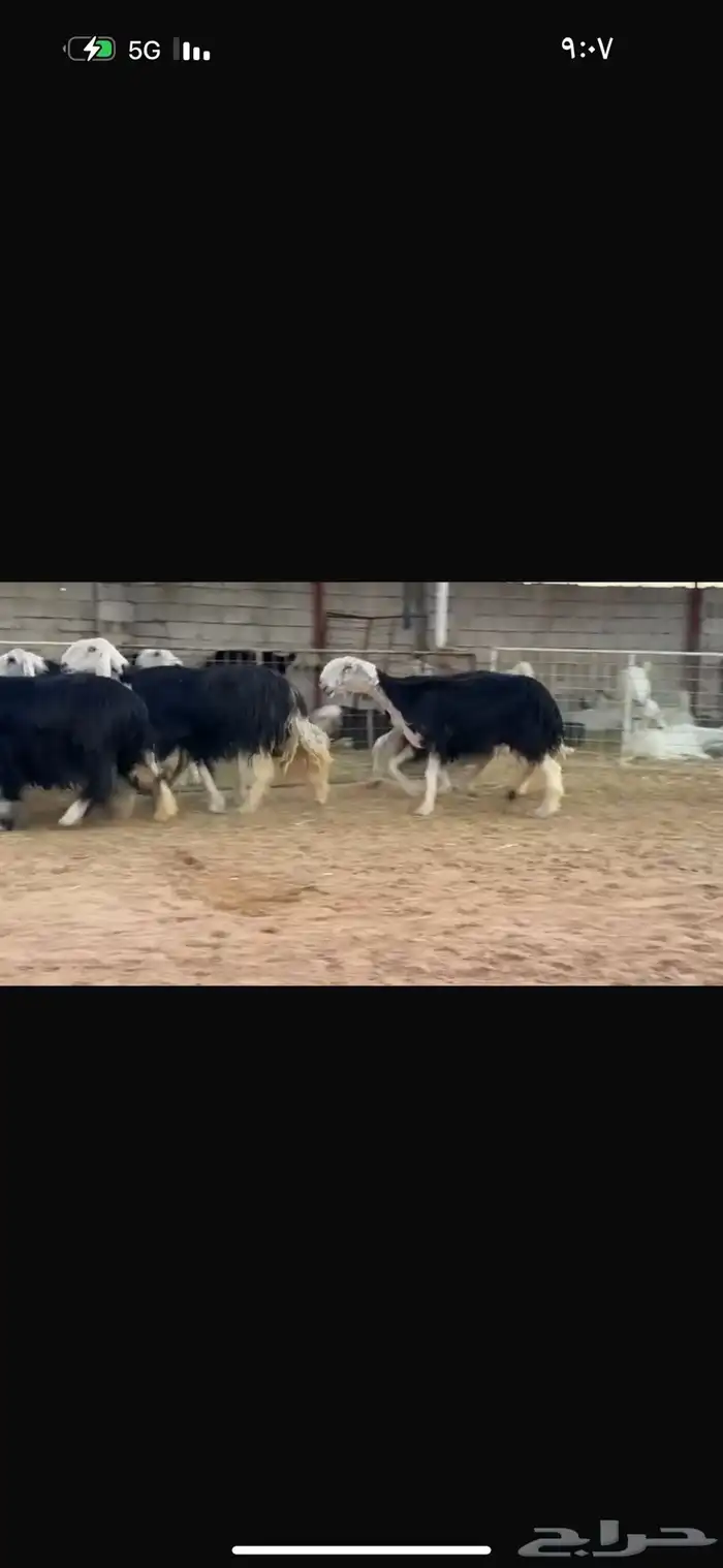 عرض بيع نجد 0