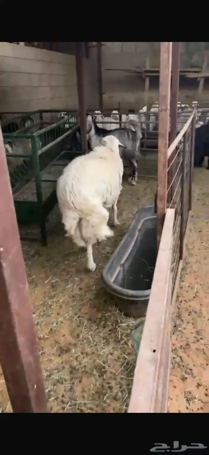 خروف سنه سديس ممنوع من الغنم له سنه فل شحم 2