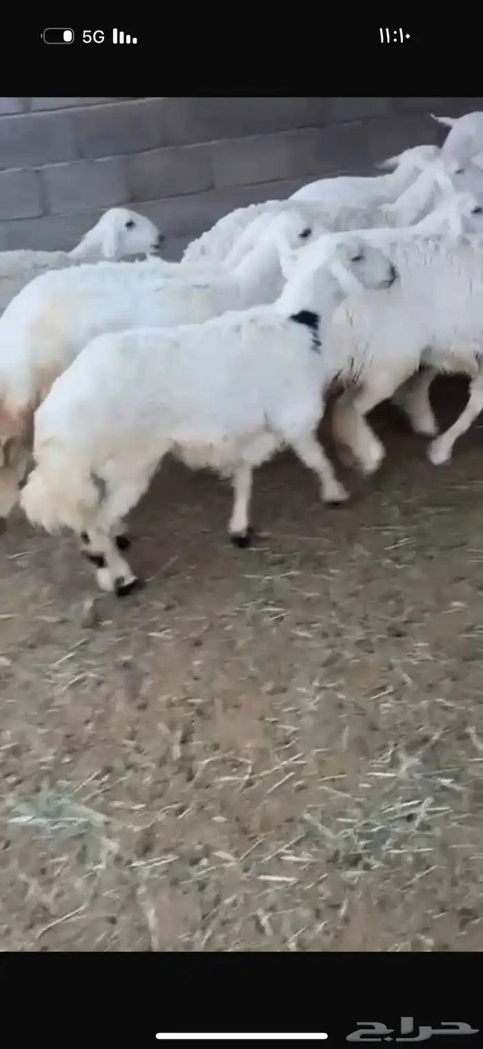 رخال كفو كفو 1