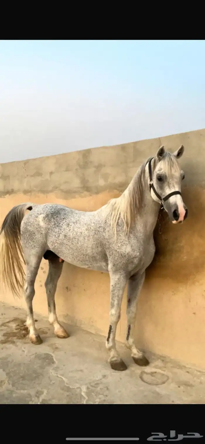 حصان واهو 2