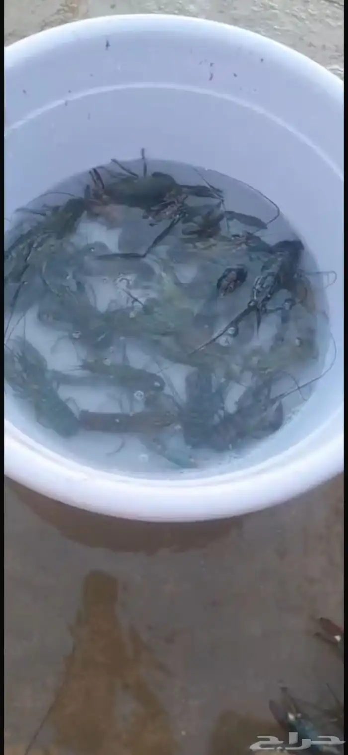 اول مره في السعوديه يتم بيع زريعه الاستكوزا 1