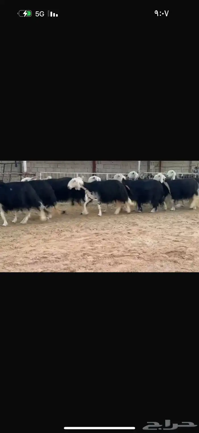 عرض بيع نجد 4