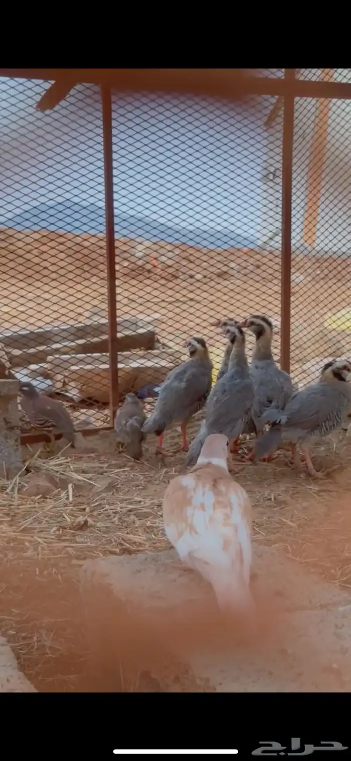 عقايب 0
