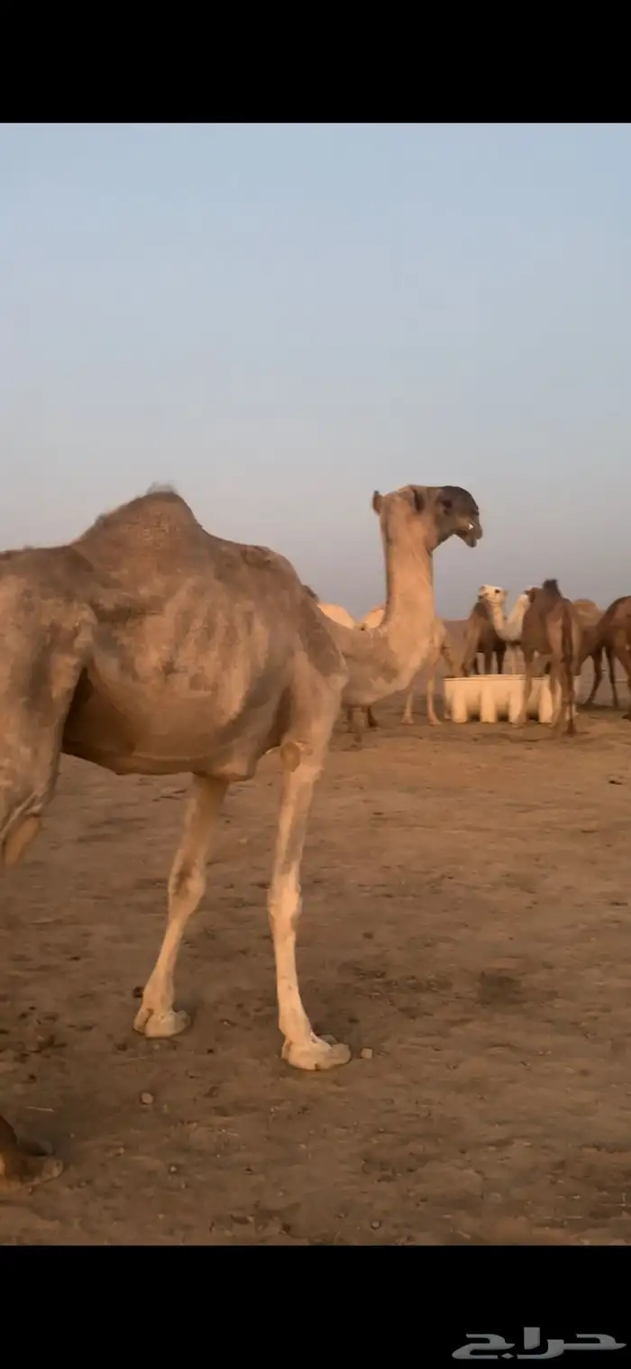 ناقه باكستانيه ضروبه 1