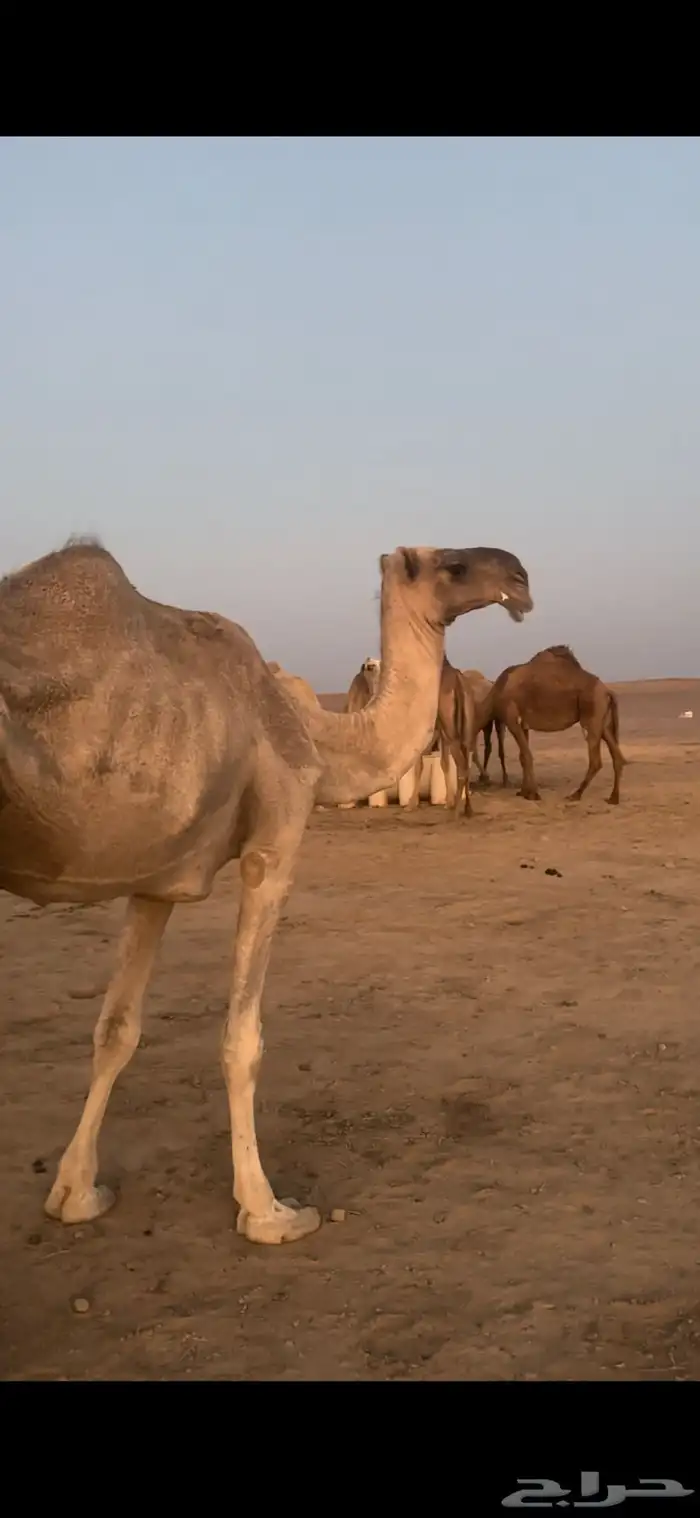 ناقه باكستانيه ضروبه 0