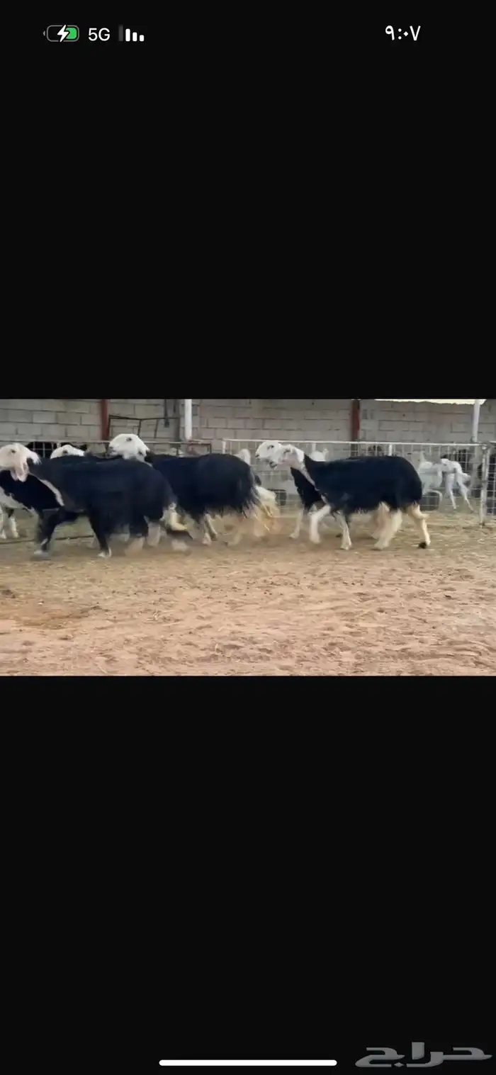 عرض بيع نجد 1