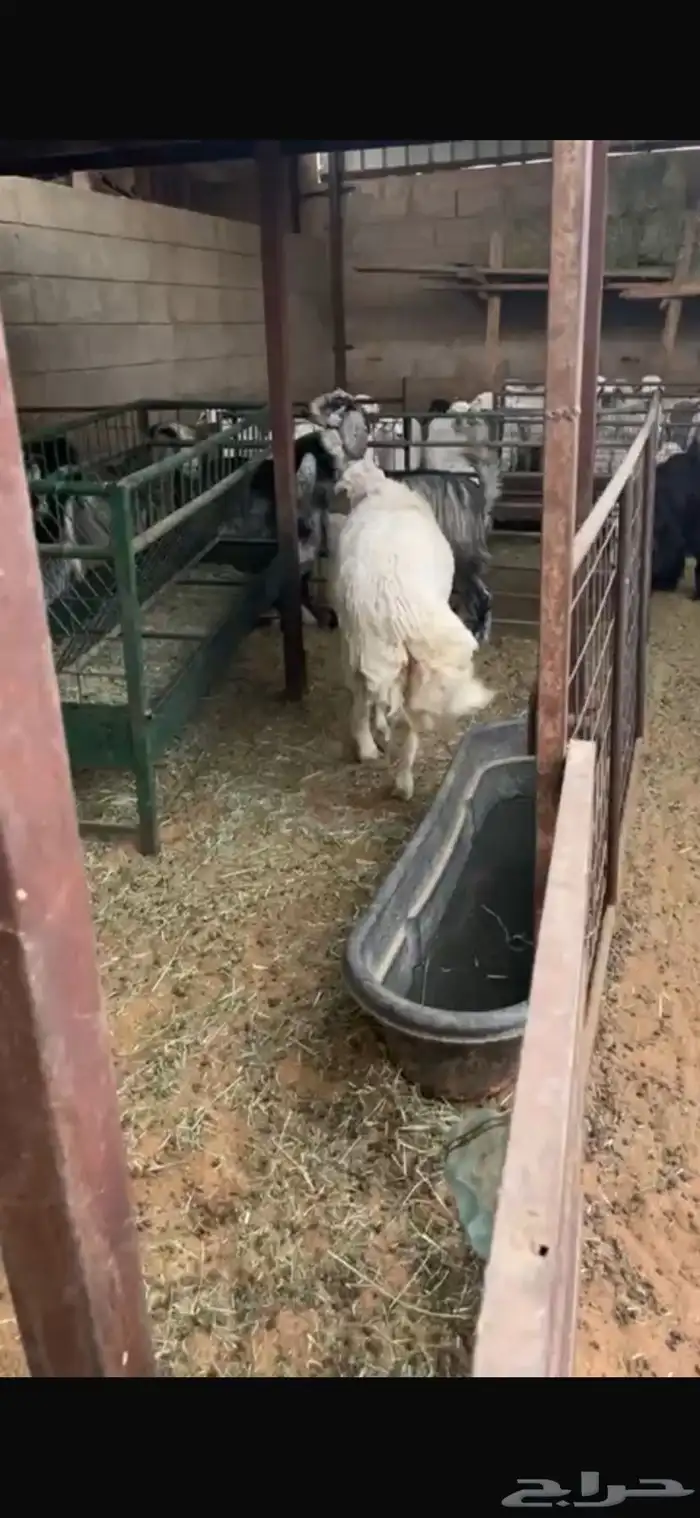 خروف سنه سديس ممنوع من الغنم له سنه فل شحم 1