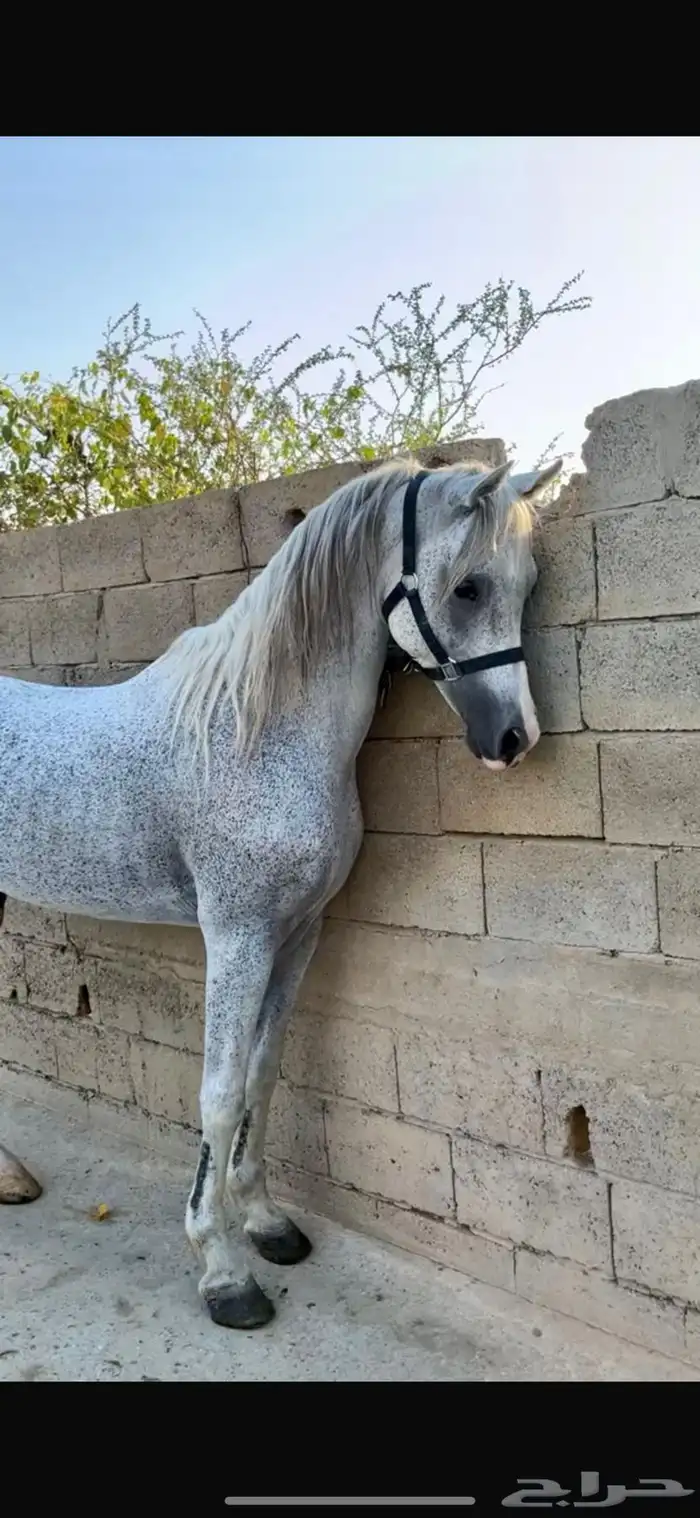 حصان واهو 1