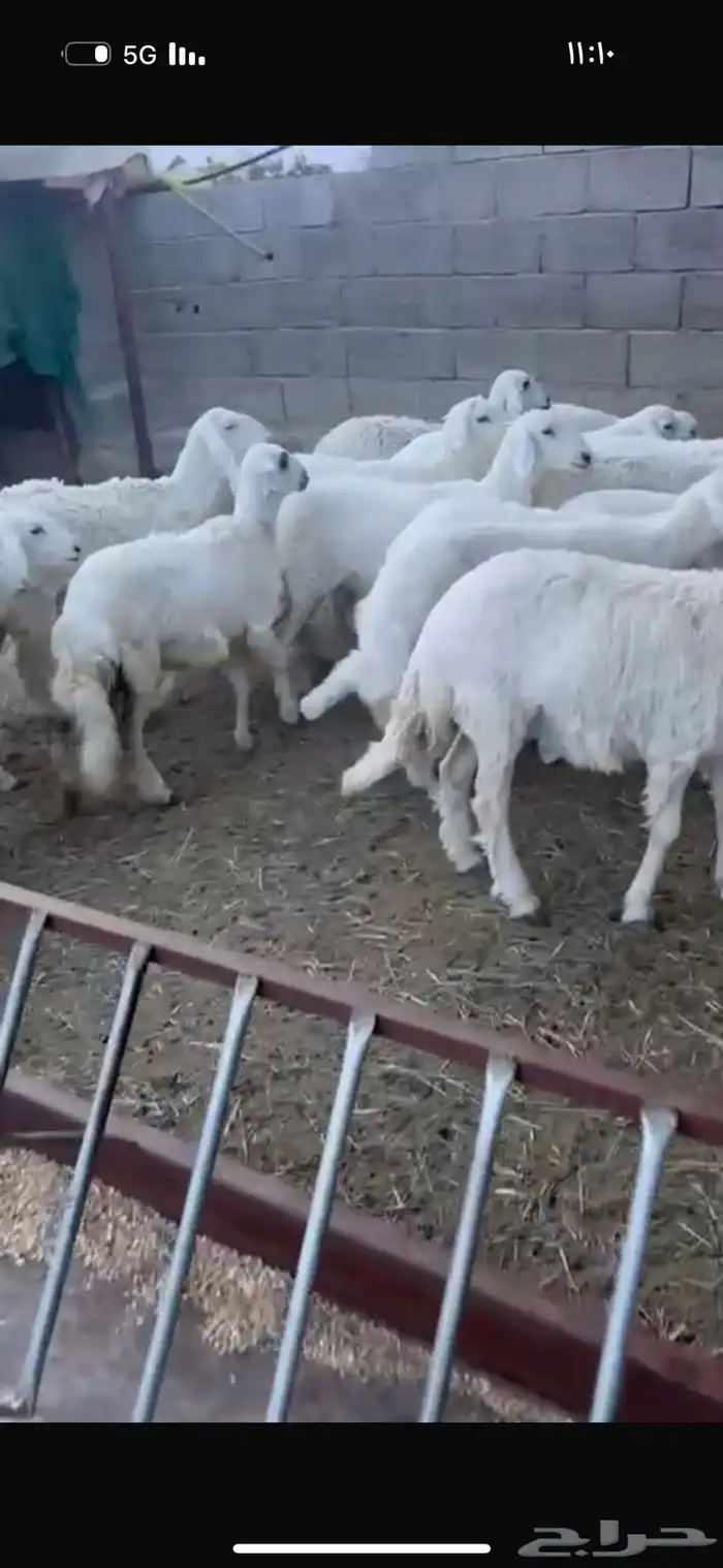 رخال كفو كفو 2