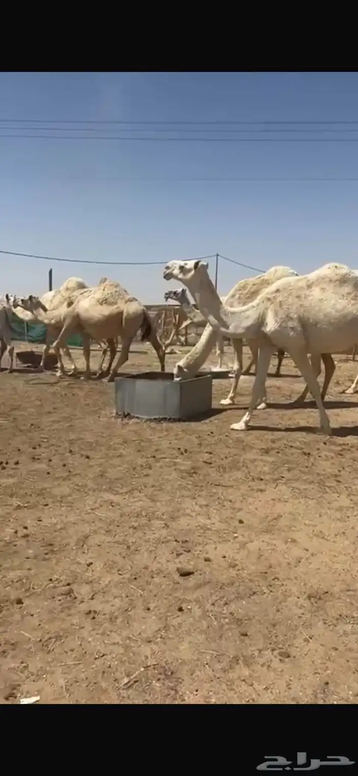 للبيع نياق 10. مراح 0