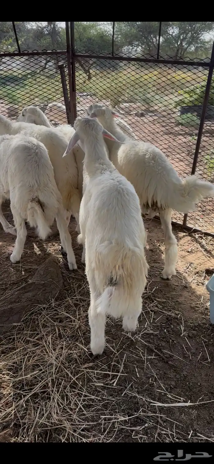 بهم حري كفو الكفو طليان 0