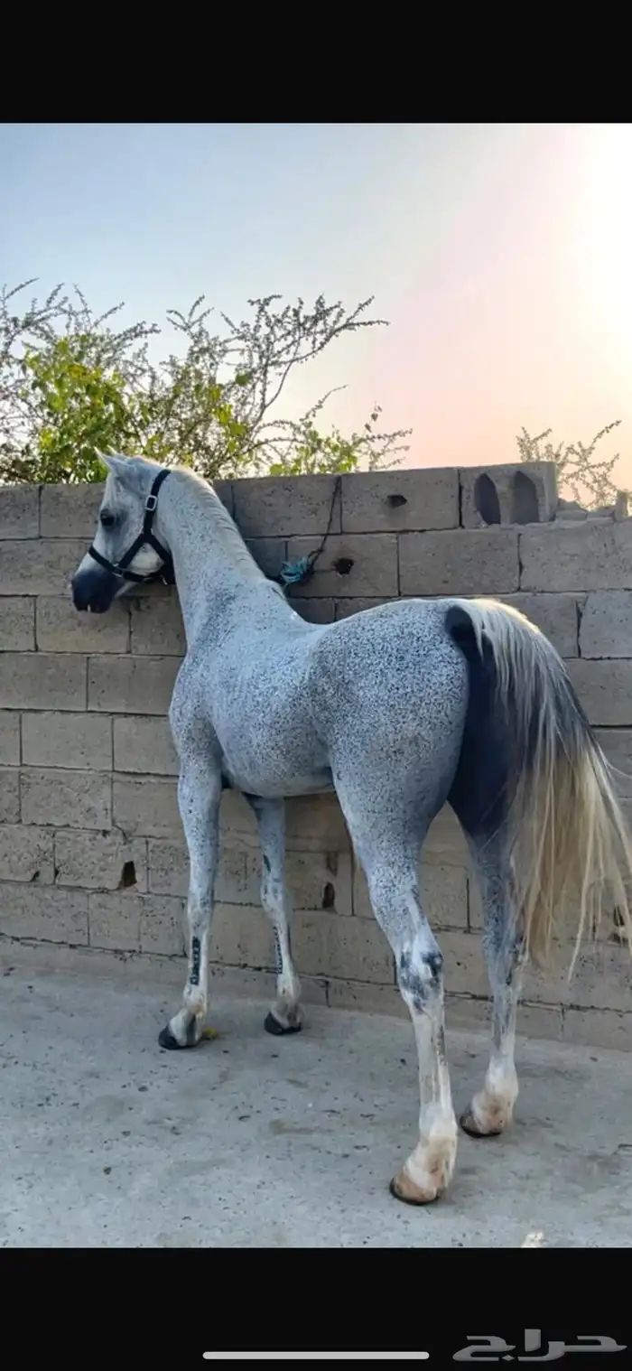 حصان واهو 0