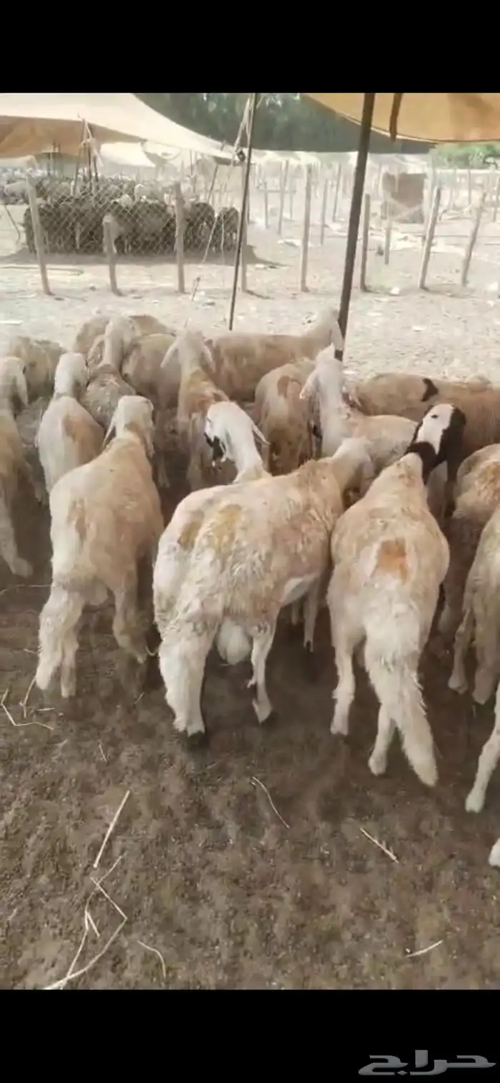 يا بلاش سواكني ب 690 ريال فقط 1