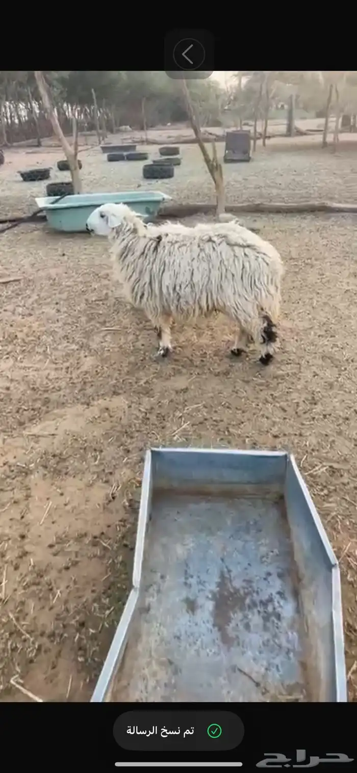 شاه هجين بنعيمي معه خروف 0