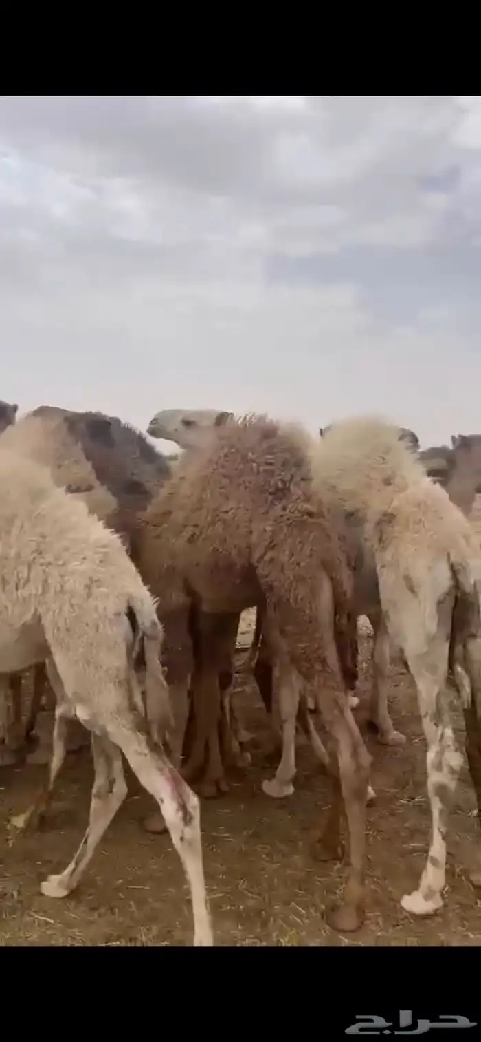 حشو على الحليب 0