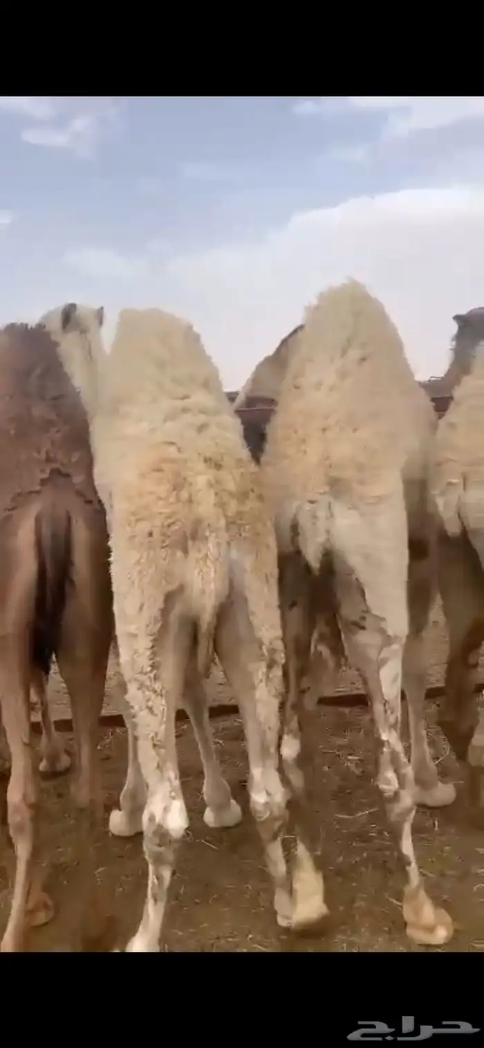 حشو على الحليب 2