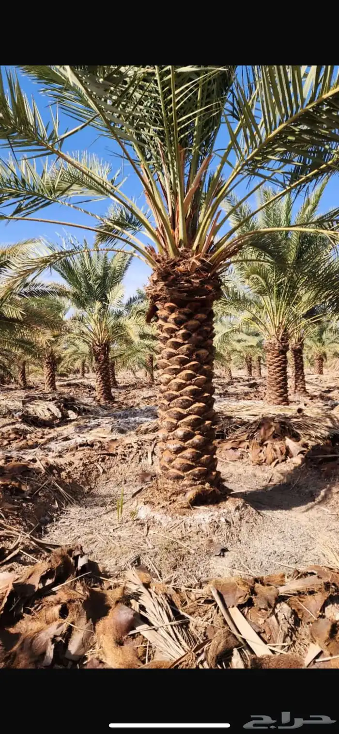 النخيل الفخر 1