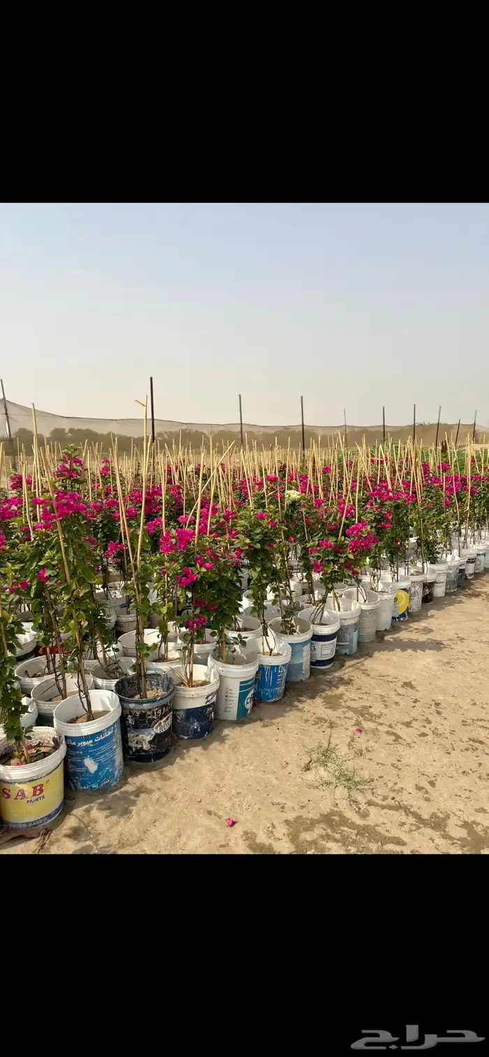 مشتل ومشاتل نباتات ظل وزينه نيم نخيل بونسيانا مورينجا 7