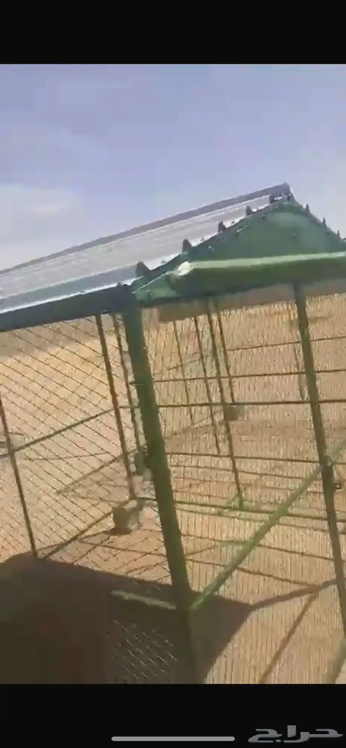 شبك حمام أو دجاج 0