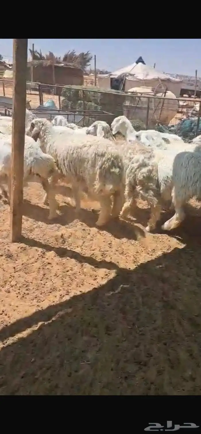 رخال حريات العدد 70 مع الفحل 0