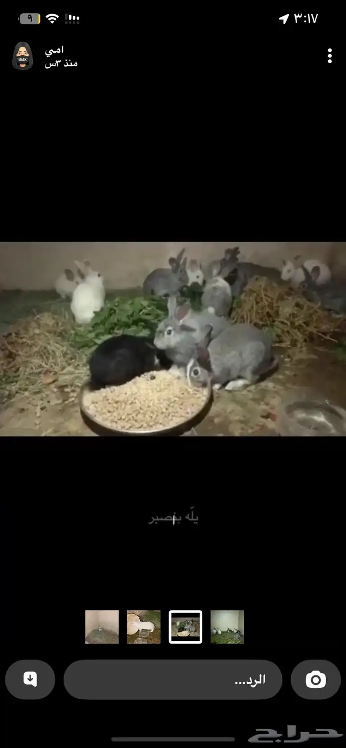 أرانب 2