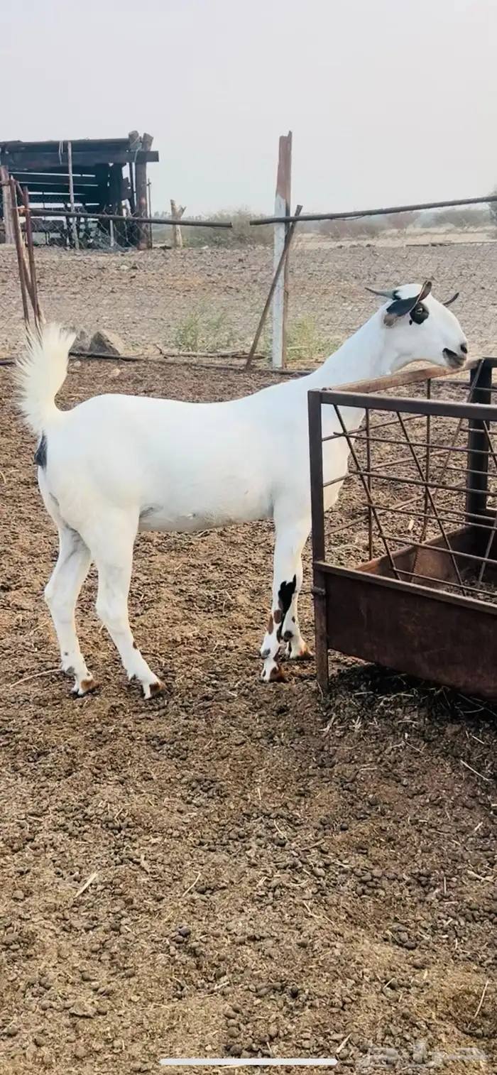 جفار للبيع 0