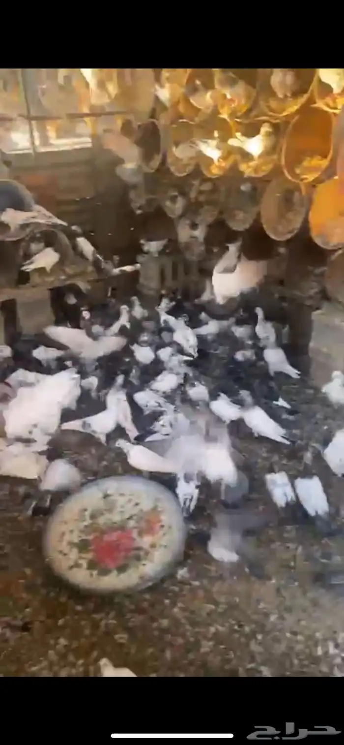 حمام شرط صحة وسلم عدد 250 تقريبا 2