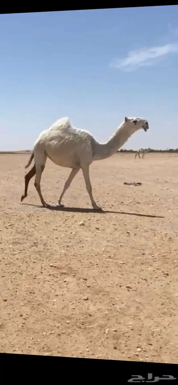 للبيع بكره 0