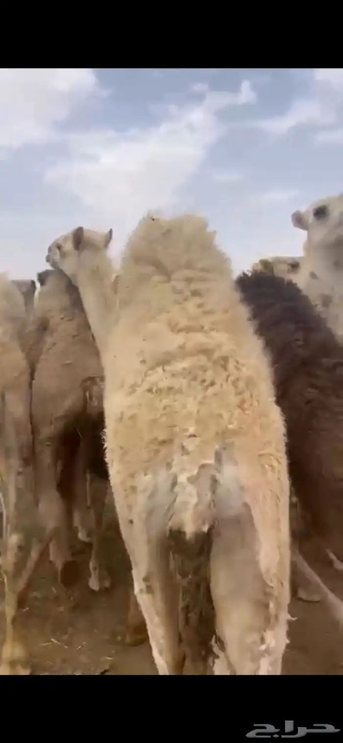 حشو على الحليب 1