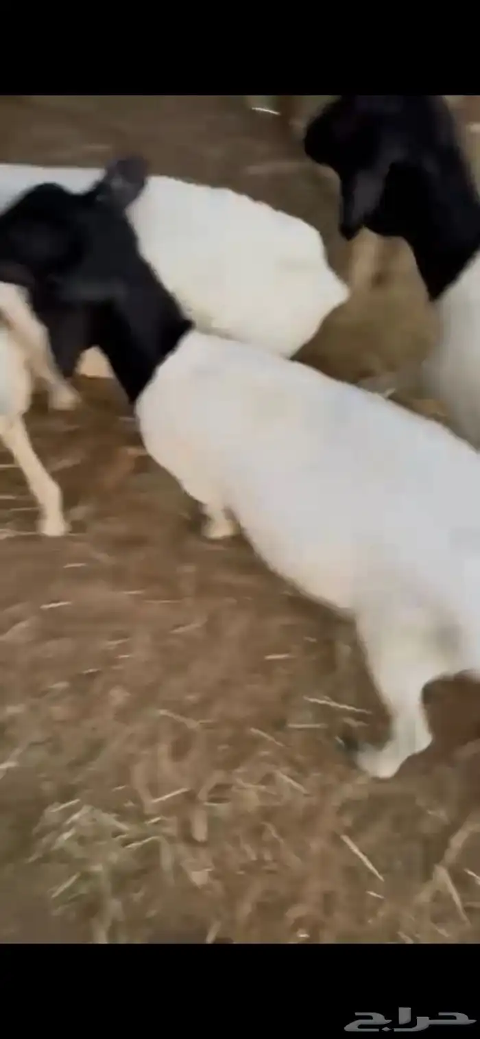 للبيع طليان مرابي برابر 4