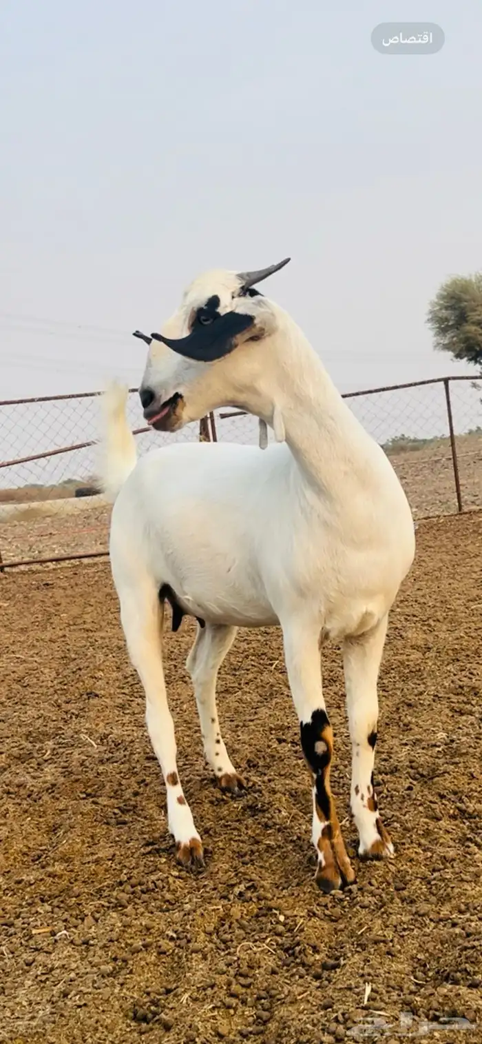 جفار للبيع 1