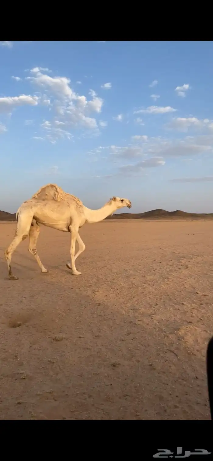 ناقه ضريبه 1