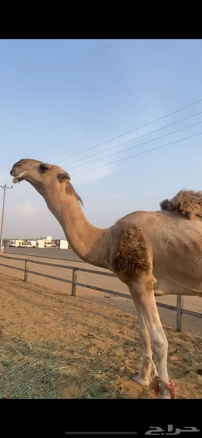 بعير اعقابي 0