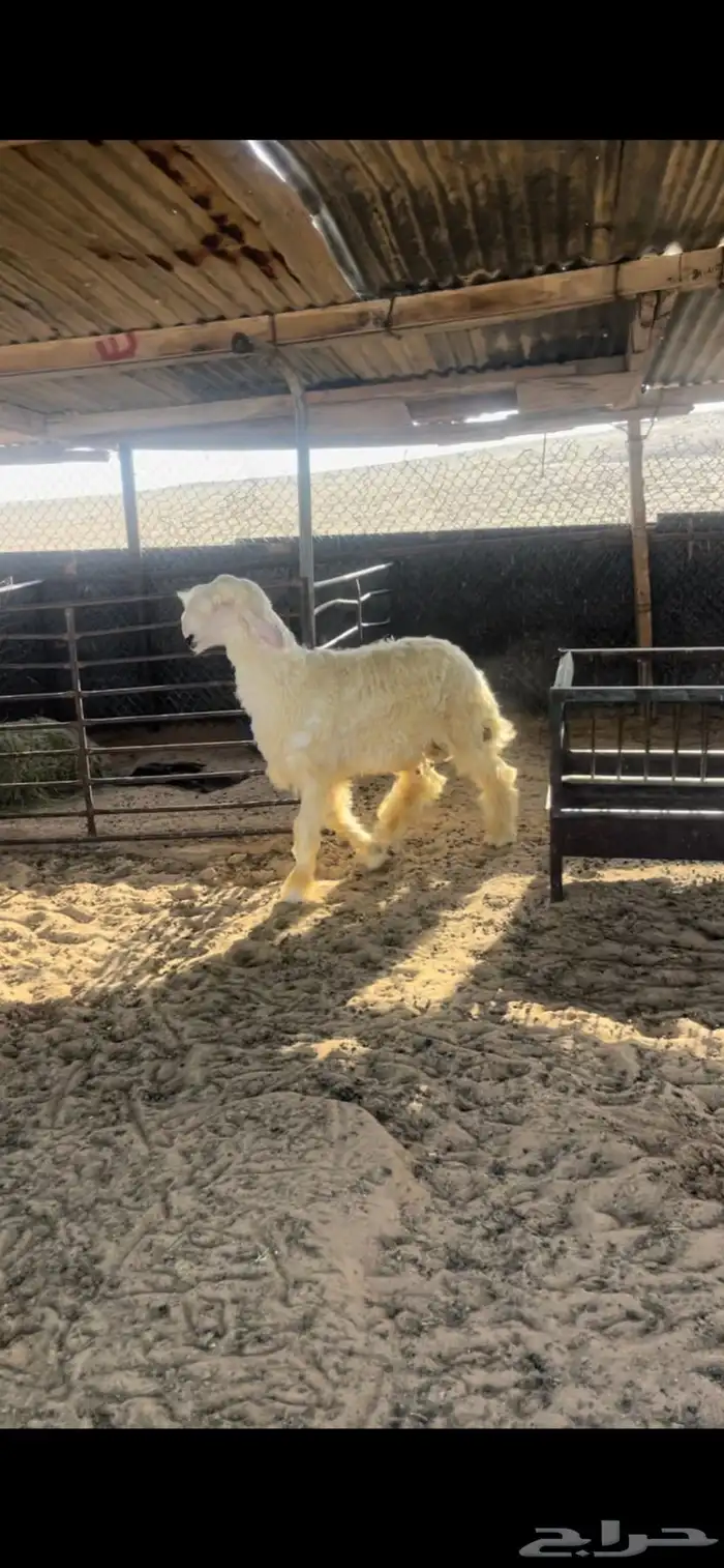خروف جذع مشروع فحل فاخر 0