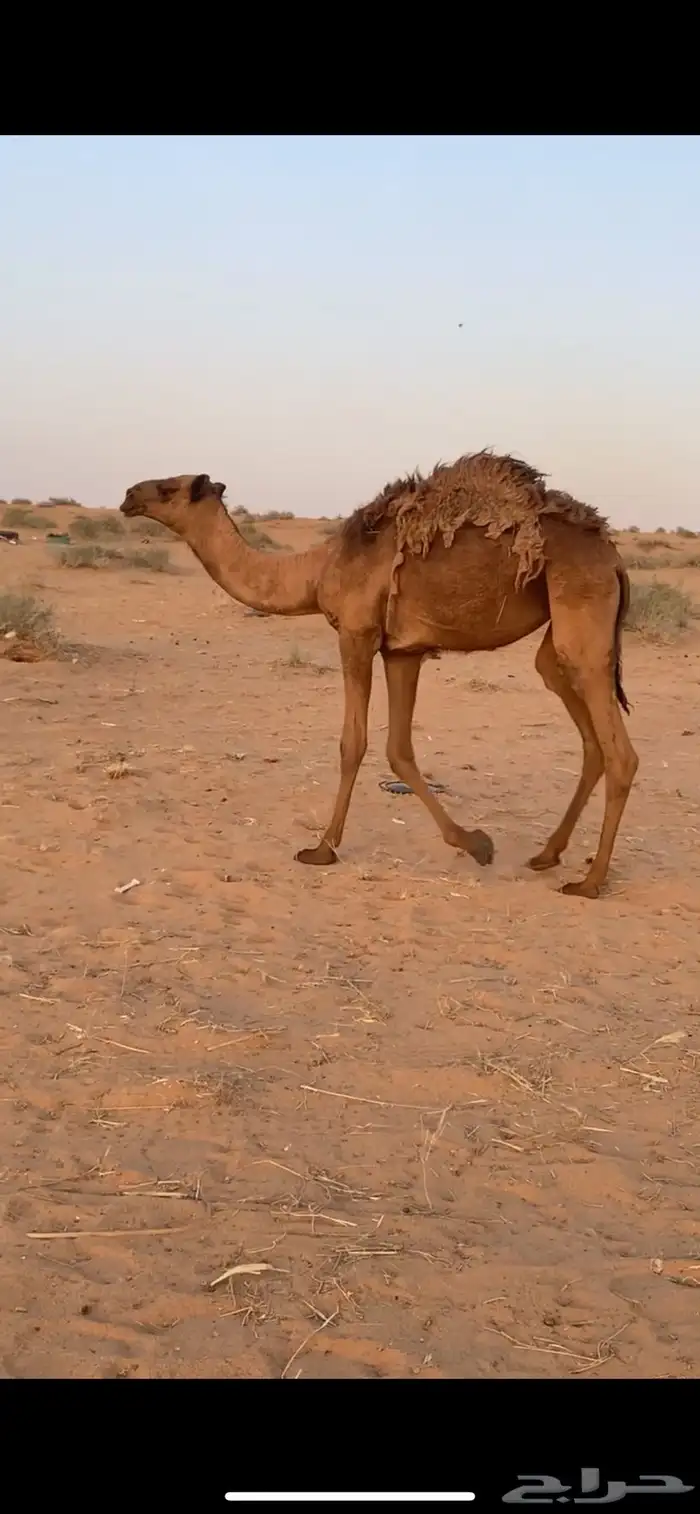 بكار 3