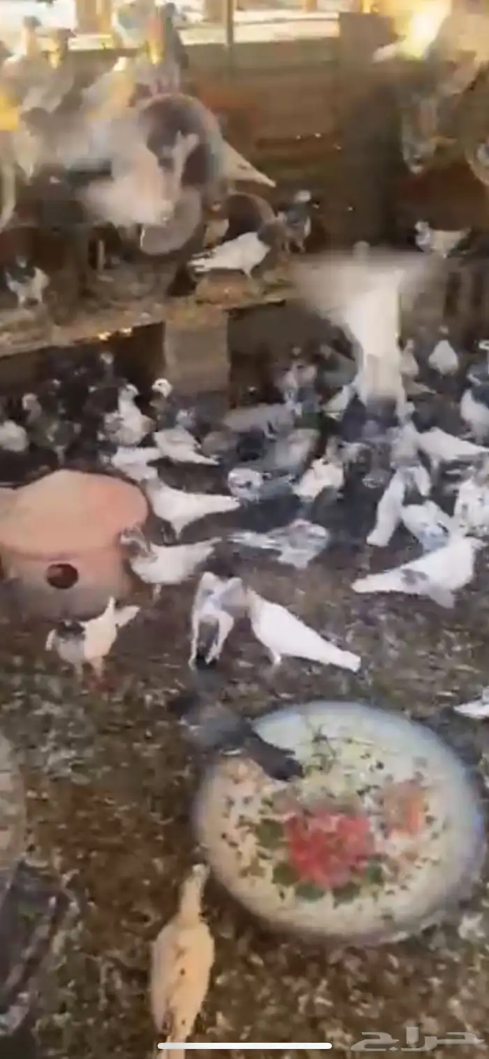 حمام شرط صحة وسلم عدد 250 تقريبا 1