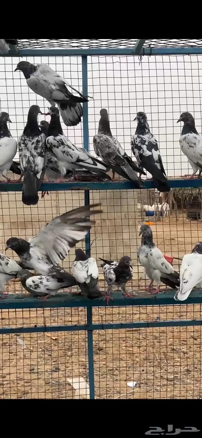 حمام باكستاني تب التب 0