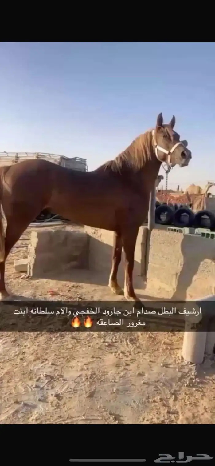 حصان شعبي العمر 4سنوات سبوق وطرب 0